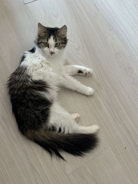 Отдам кошку в добрые руки