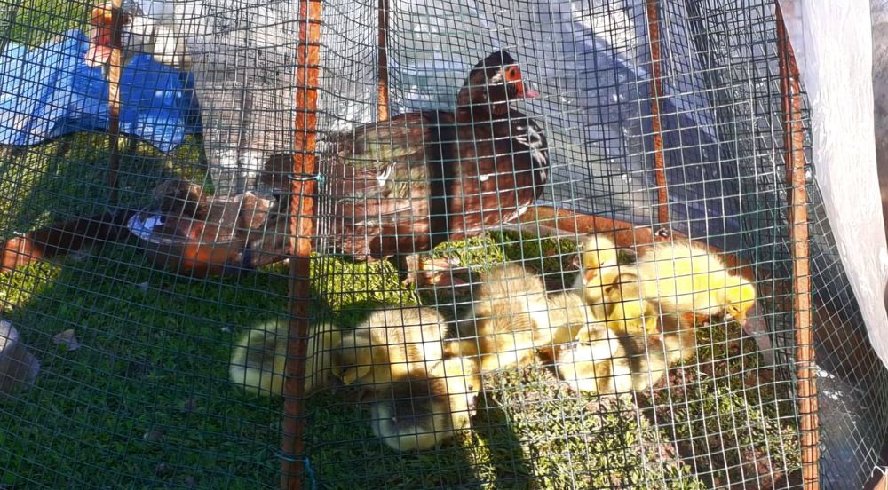 Boboci gâscă leșească