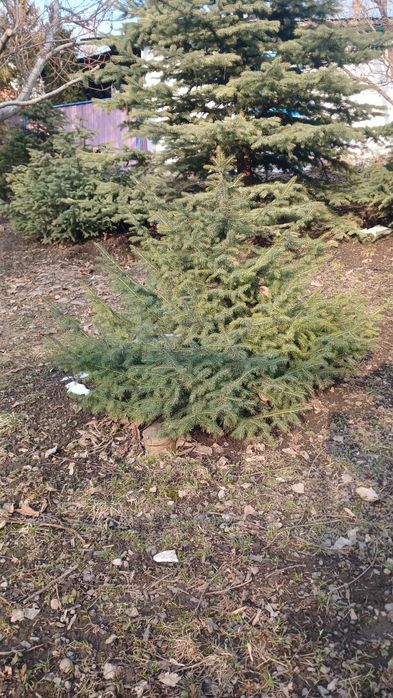 Продам ели Тань-Шаньские