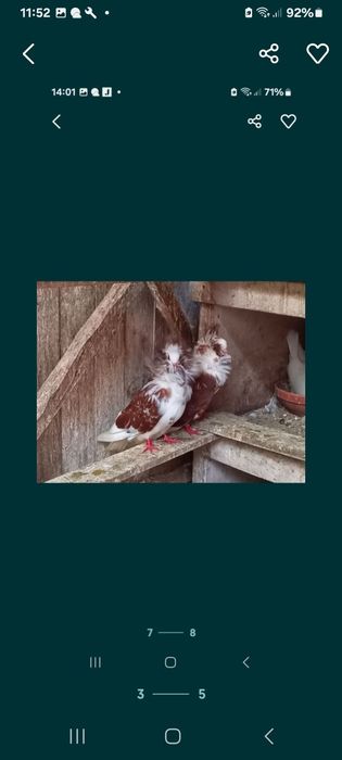 Vând Porumbei de diferite rase