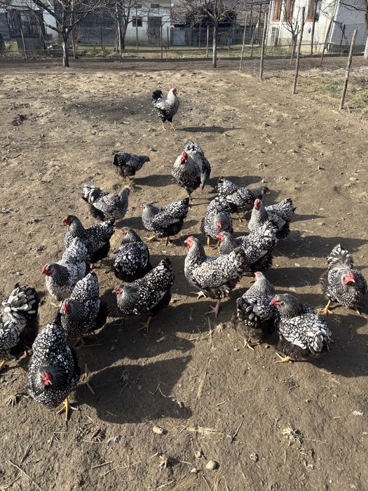 Vand oua pentru incubat wyandotte argintiu