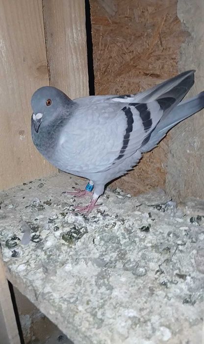 Vând pui de 2026 ieșiți afară