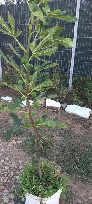 Smochini  la  ghiveci 80 cm H - Berceni