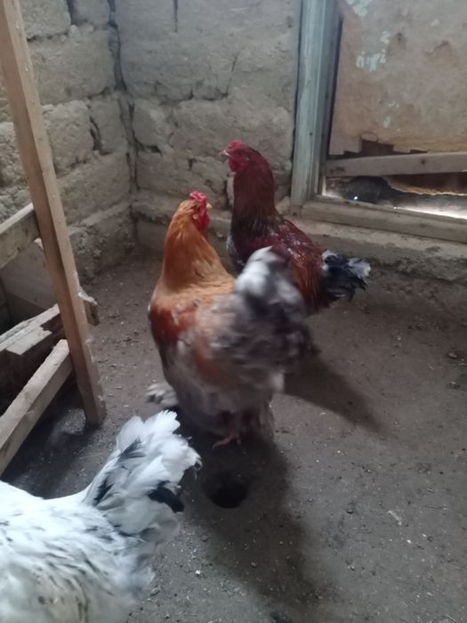 Брам, брамма продам Петухи