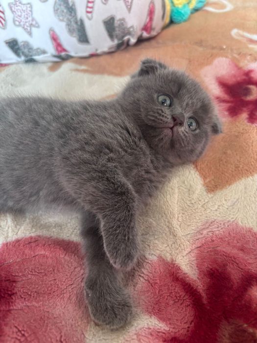 Шотландский котенок