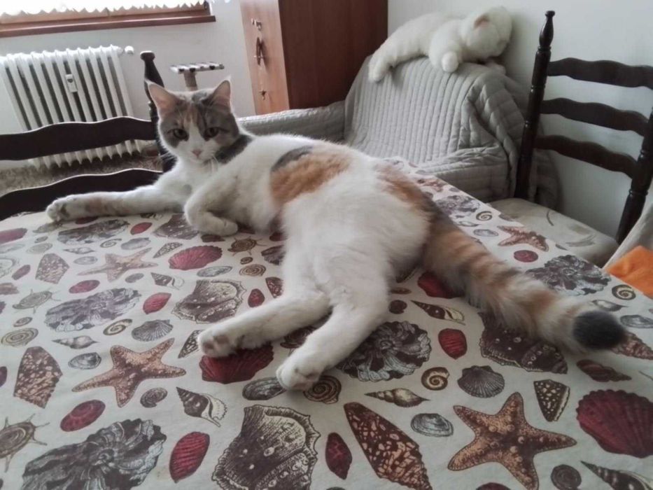 Подаряват се две котенца Джиджи и Джули