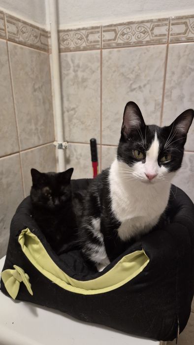 Kiki si Pirata pisicile