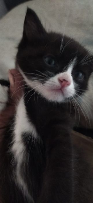 Отдам котят в добрые,любящие руки.