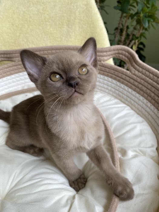 Европейская Бурма