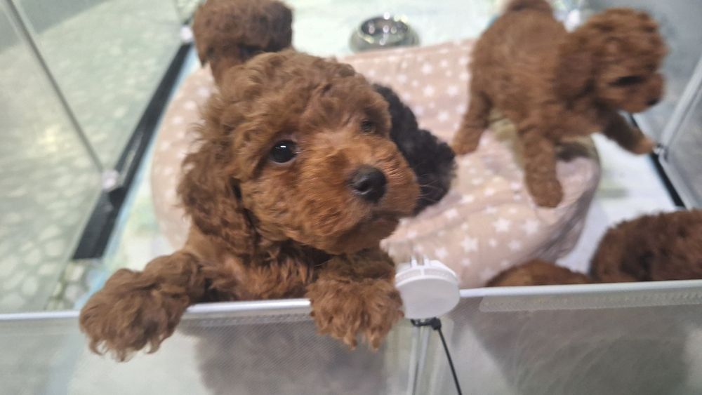 Мини пуделчета /момчета и момичета