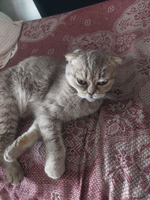 Шатланский кошка