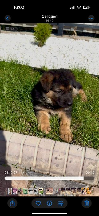 Щенки немца чистые рабочие