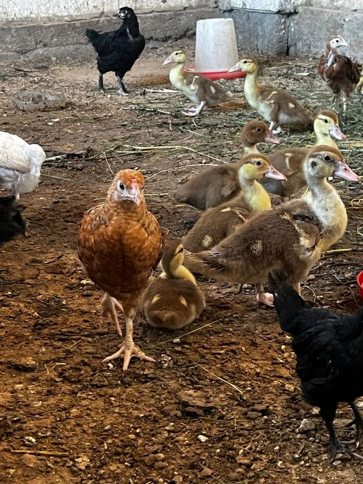 Продам индоутят здоровые шустрые