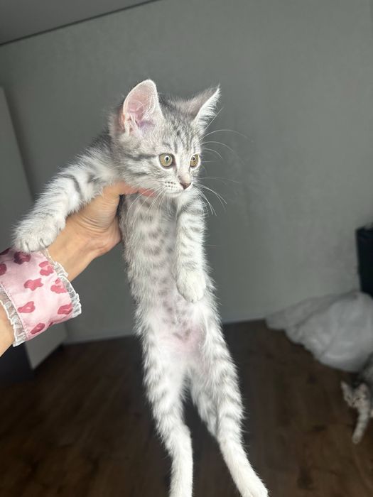 Котенок в добрые руки