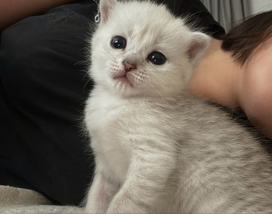 Породистые милые котята