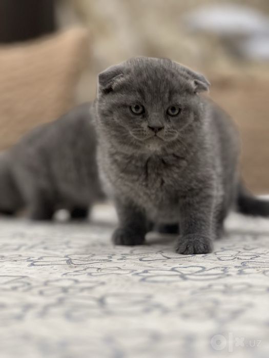 Скоттиш фолд британский