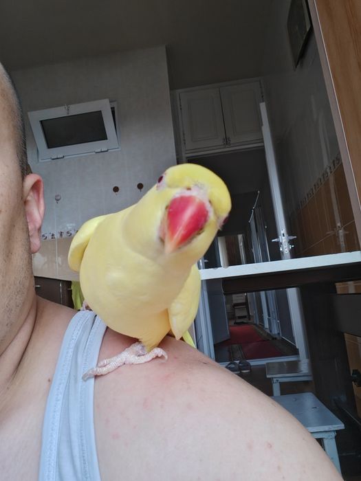 Желтый ожереловый попугай. 3 года