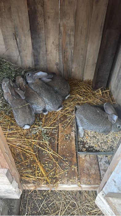 Vand iepurasi urias german 3 luni