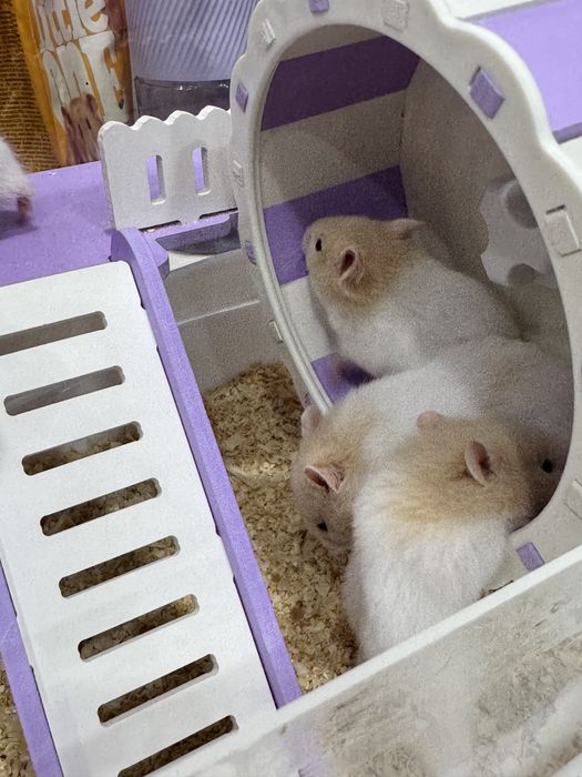 Отдам даром хомячков