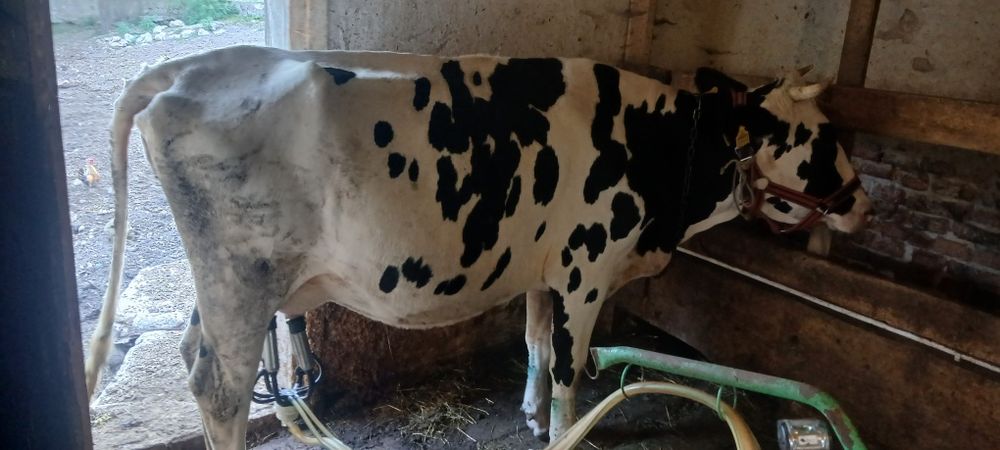 De vânzare vitea holstein