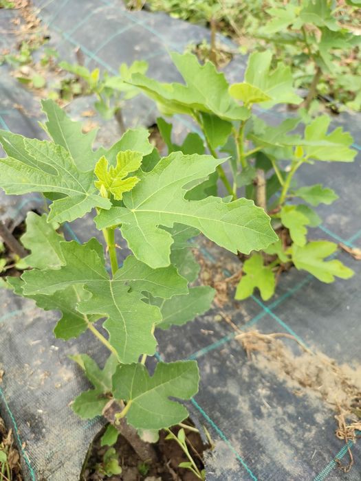 Smochini puieți și smochine proaspete