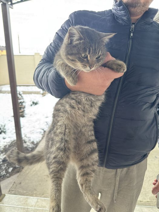 Отдам даром котенка