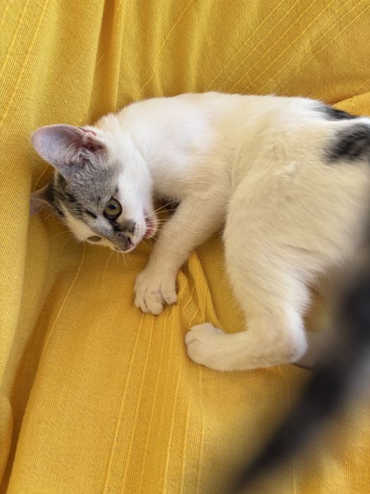 Подарявам малко коте