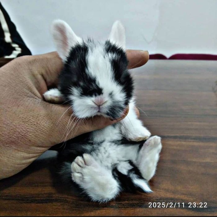 Karlikoviy quyonlar sotiladi