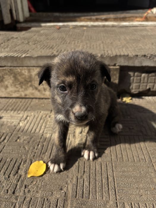 Отдам щенят даром