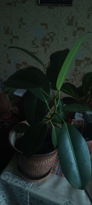 Фикус каучуконосный,