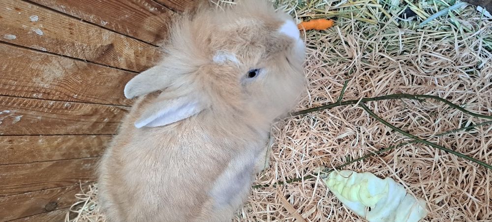 Iepuri de vanzare mici