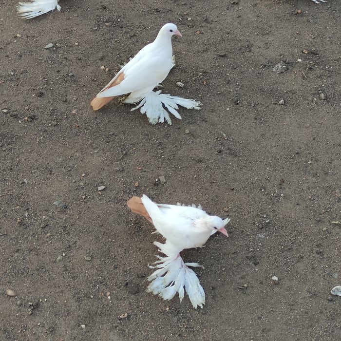 Голуби домашние СК