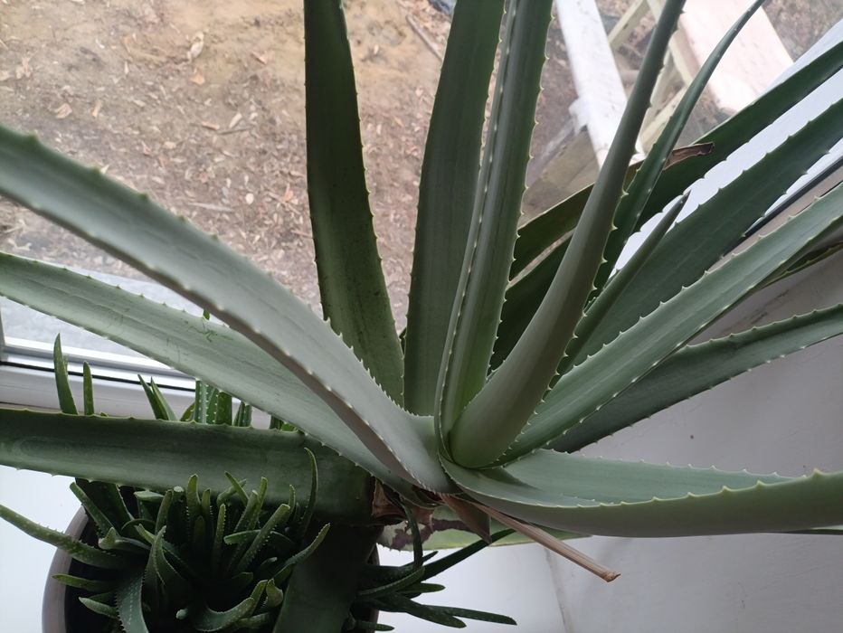 Алое Вера лечебный