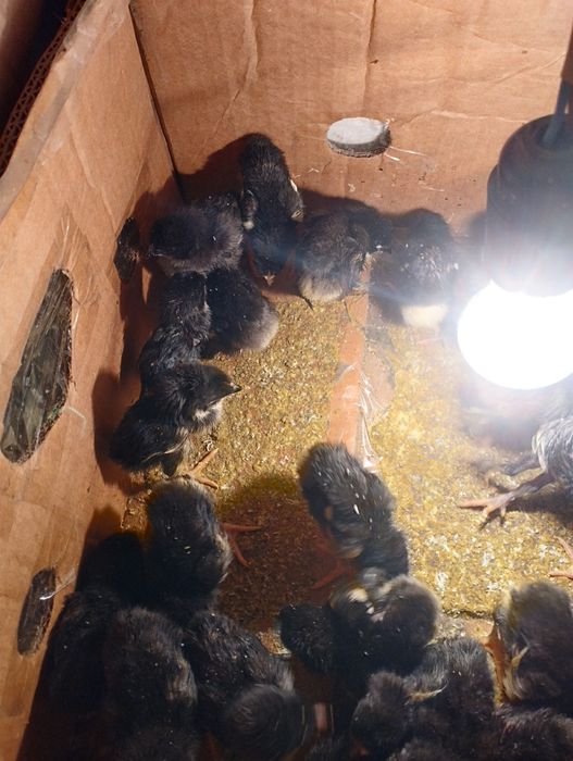 Qora shaxzoda jujalari