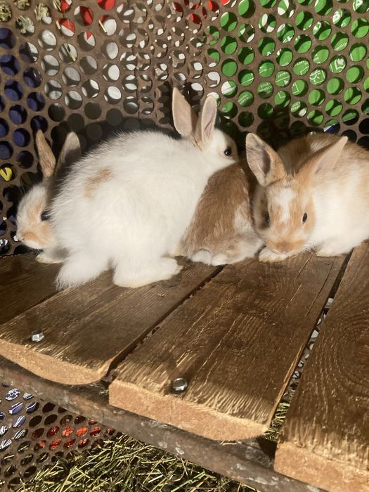 Продам декаротивных кроликов