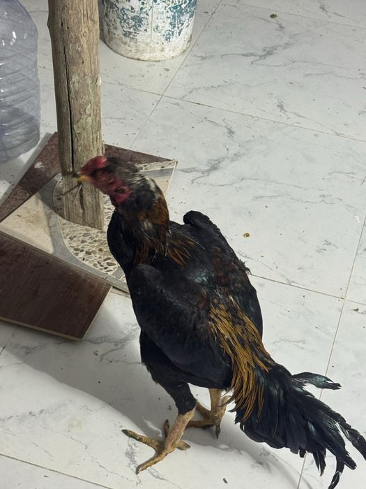 жужа хороз сотилади