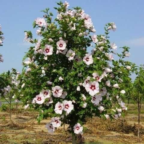 Цветы Сад Огород