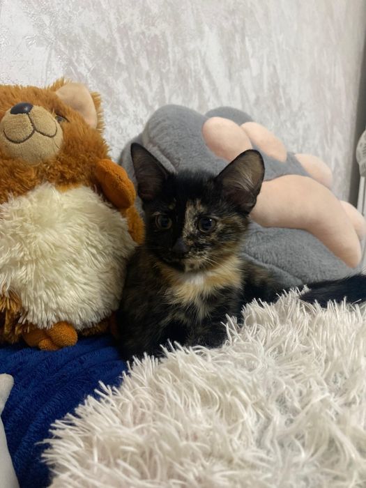Отдам котят в хорошие руки