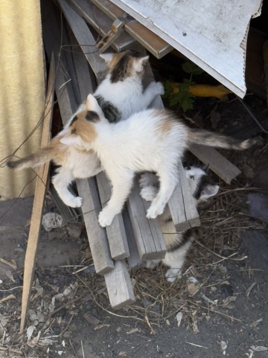 Котята в добрые руки