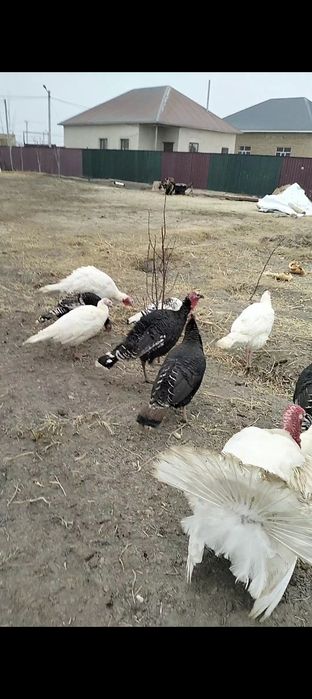 Индюк сатылады тек кораздары