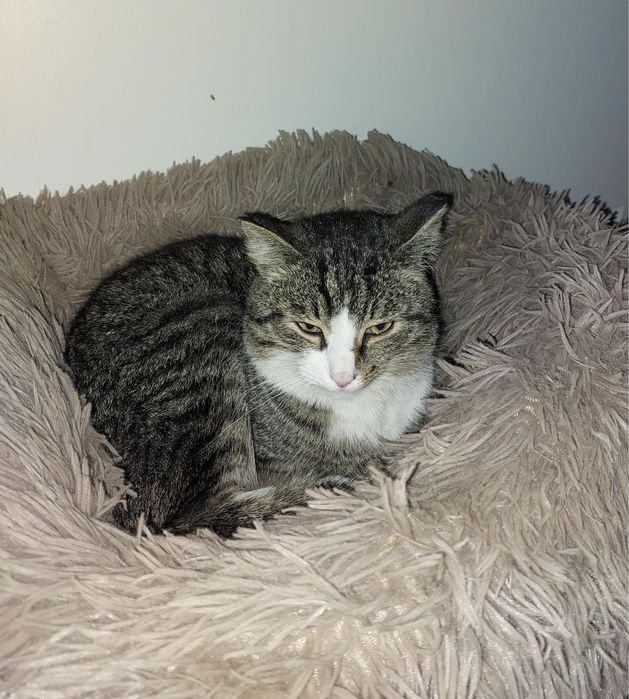 Отдам кошечку срочно