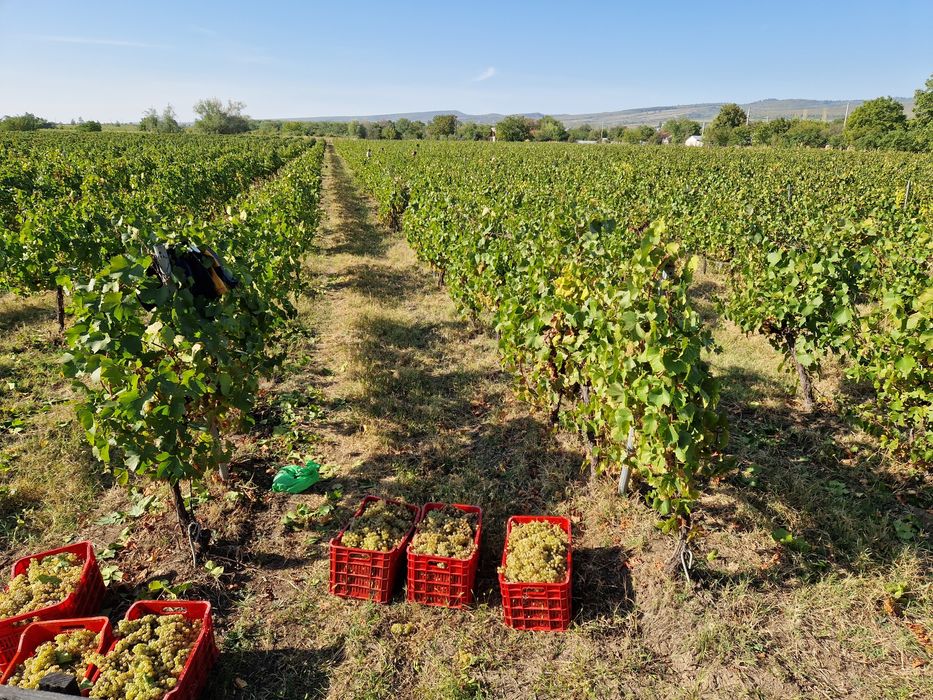 Struguri Chardonnay DOC Cotesti pentru vin de calitate Producator