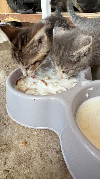 СРОЧНО! Отдам котят в добрые руки!