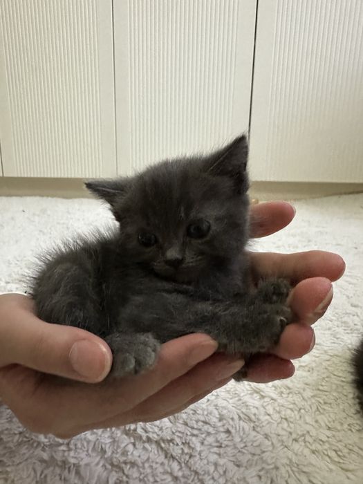Продам котят, метисы британцев