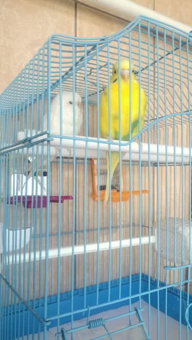 Vand pereche papagali perusi