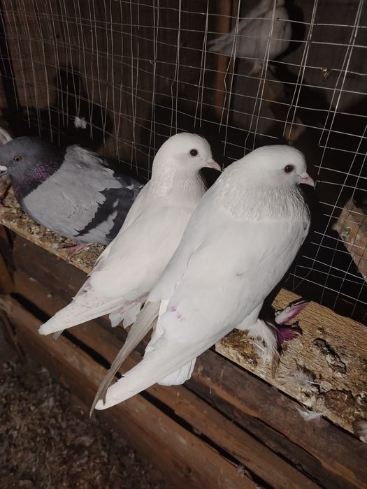 Иран кептерлер сатылады