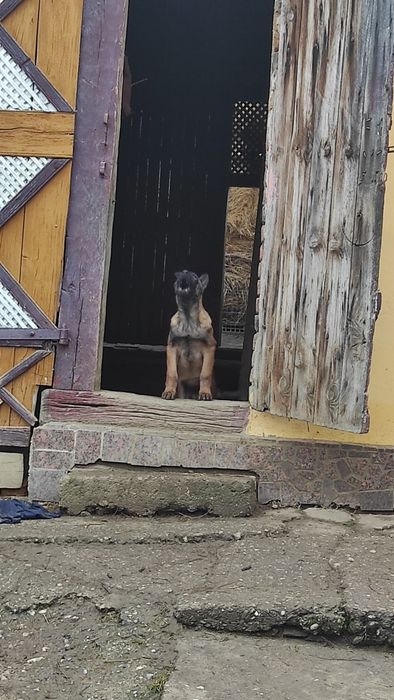 Donez pui Ciobanesc belgian malinois