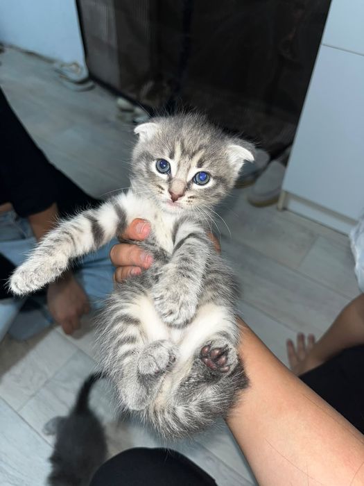 Отдам котят в хорошие руки