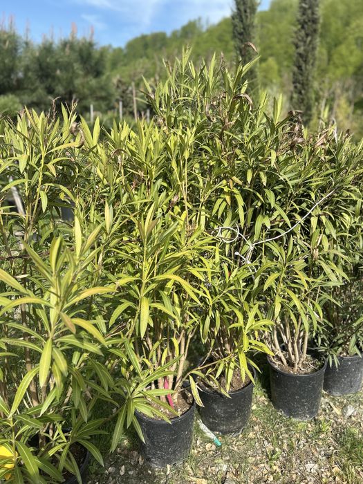 Plante ornamentale de vanzare