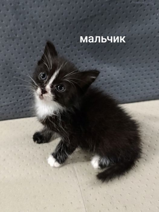 Раздам котят бесплатно